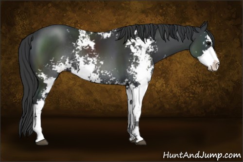 Horse Color:Black Sabino Rabicano