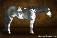 Horse Color:Black Sabino Rabicano 