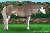 Horse Color:Silver Black Sabino Rabicano 