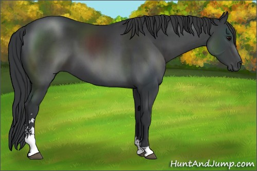 Horse Color:Black Sabino