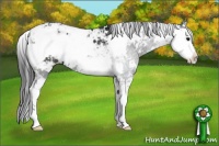 Horse Color:Black Sabino 