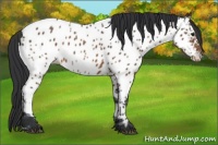 Horse Color:Brown Appaloosa 