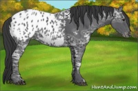 Horse Color:Black Ice Appaloosa 