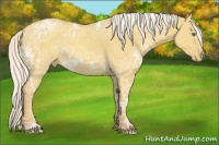 Horse Color:Silver Classic Cream Champagne Ice Dun Appaloosa Rabicano