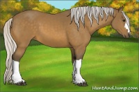 Horse Color:Silver Buckskin 