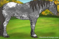 Horse Color:Smoky Black Ice Appaloosa