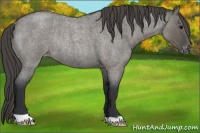 Horse Color:Grullo Roan Varnish Rabicano