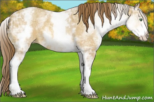 Horse Color:White Spotted Amber Cream Champagne Ice Appaloosa