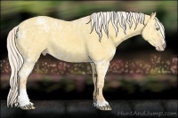 Horse Color:Silver Sable Cream Champagne Ice Dun Sabino