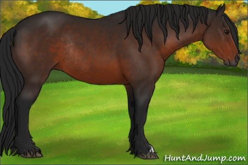 Horse Color:Gray Brown Rabicano 
