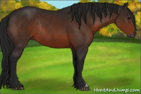 Horse Color:Gray Brown Rabicano 