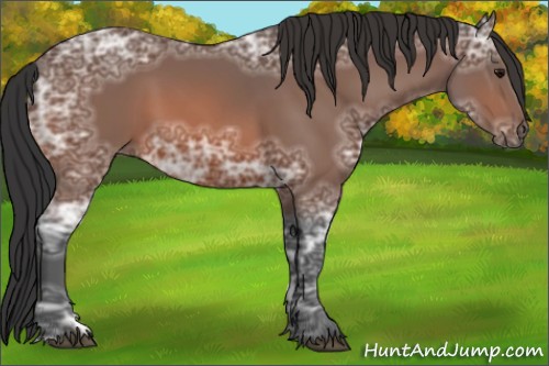 Horse Color:Bay Ice