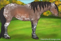 Horse Color:Bay Ice