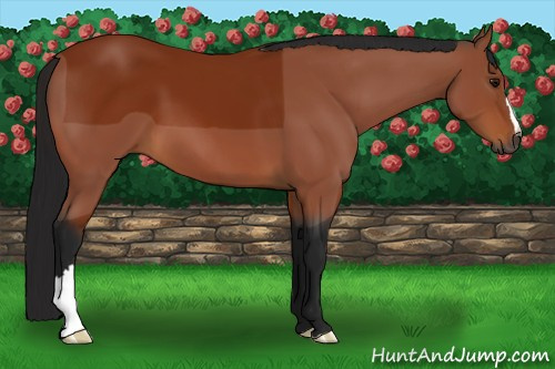 Horse Color:Gray Bay 