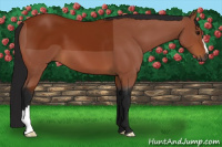 Horse Color:Gray Bay 