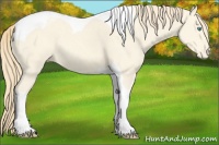 Horse Color:Perlino Tobiano Appaloosa