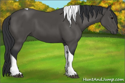 Horse Color:Black Tobiano 