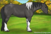 Horse Color:Black Tobiano 