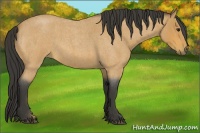 Horse Color:Buckskin Roan 