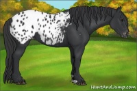 Horse Color:Black Appaloosa