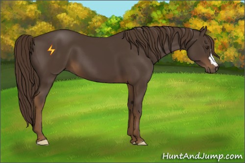 Horse Color:Liver Chestnut