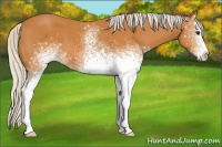 Horse Color:White Spotted Silver Bay 