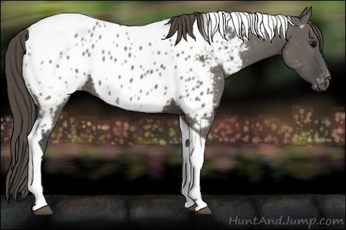 Horse Color:Grullo Tobiano Appaloosa Rabicano 