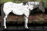 Horse Color:Grullo Tobiano Appaloosa Rabicano
