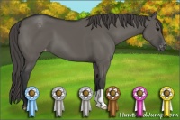 Horse Color:Grullo Varnish 
