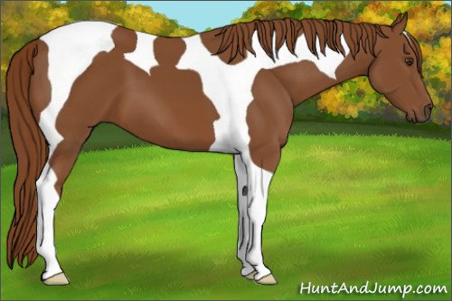 Horse Color:Chestnut Tobiano