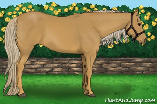 Horse Color:Palomino 