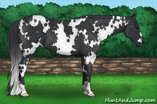 Horse Color:White Spotted Black 
