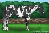 Horse Color:White Spotted Black