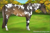 Horse Color:White Spotted Buckskin Varnish