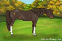 Horse Color:Liver Chestnut 