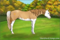 Horse Color:Gold Champagne Roan Splash 