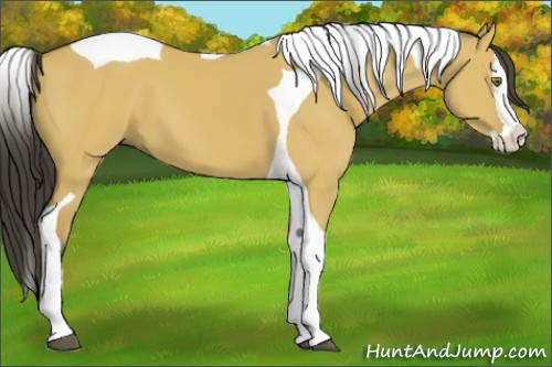 Horse Color:Buckskin Dun Splash Tobiano
