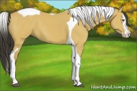 Horse Color:Buckskin Dun Splash Tobiano