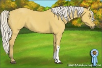Horse Color:Silver Buckskin Dun 