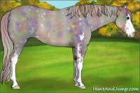 Horse Color:Nacre Silver Black Sabino