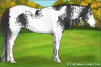 Horse Color:White Spotted Black Tobiano Appaloosa
