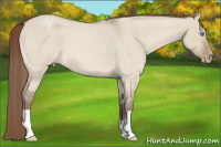 Horse Color:Gray Perlino Roan Dun Appaloosa 