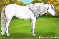 Horse Color:White Spotted Palomino Splash Tobiano 