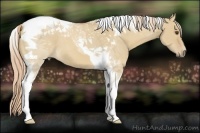 Horse Color:Palomino Dun Tobiano