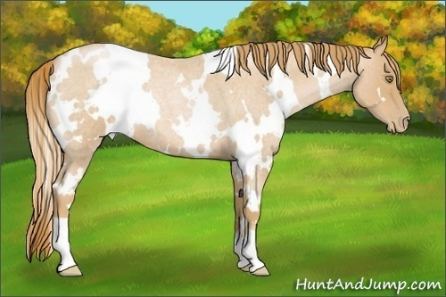 Horse Color:White Spotted Red Roan Pearl 