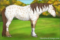 Horse Color:Amber Champagne Appaloosa 