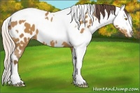Horse Color:Amber Champagne Appaloosa  and Gold Champagne Appaloosa 