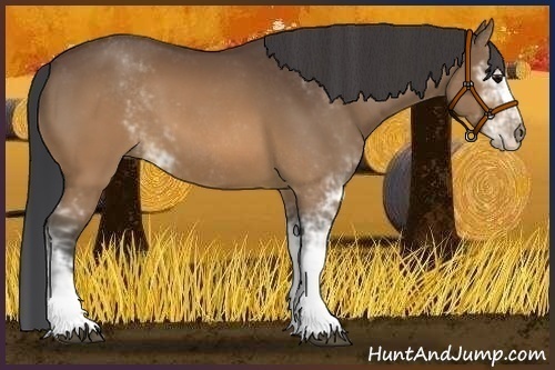 Horse Color:Brown Sabino 