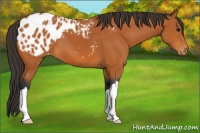 Horse Color:Bay Appaloosa 