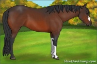 Horse Color:Brown 